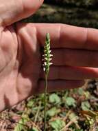 Image of October lady's tresses