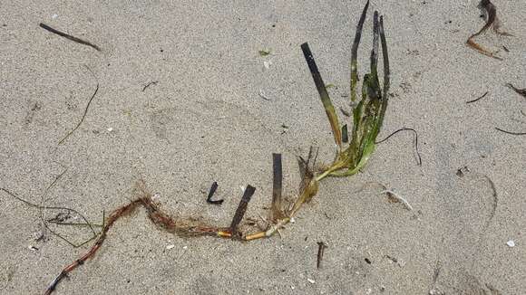 Image of Eelgrass