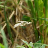 Image of Appias libythea peducaea