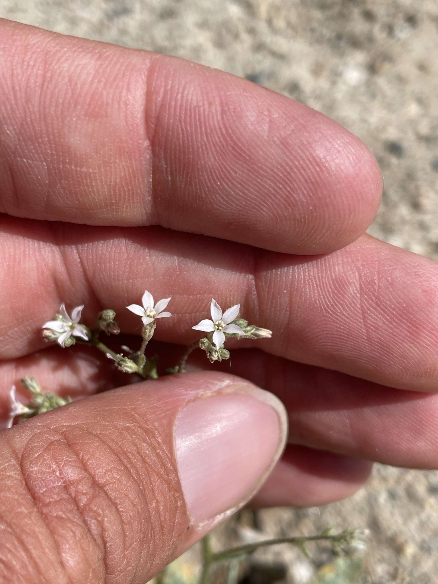 Image of Lott's gilia