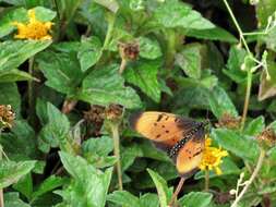 Image de Acraea natalica Boisduval 1847