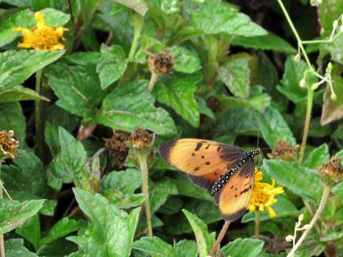 Image of Acraea natalica Boisduval 1847