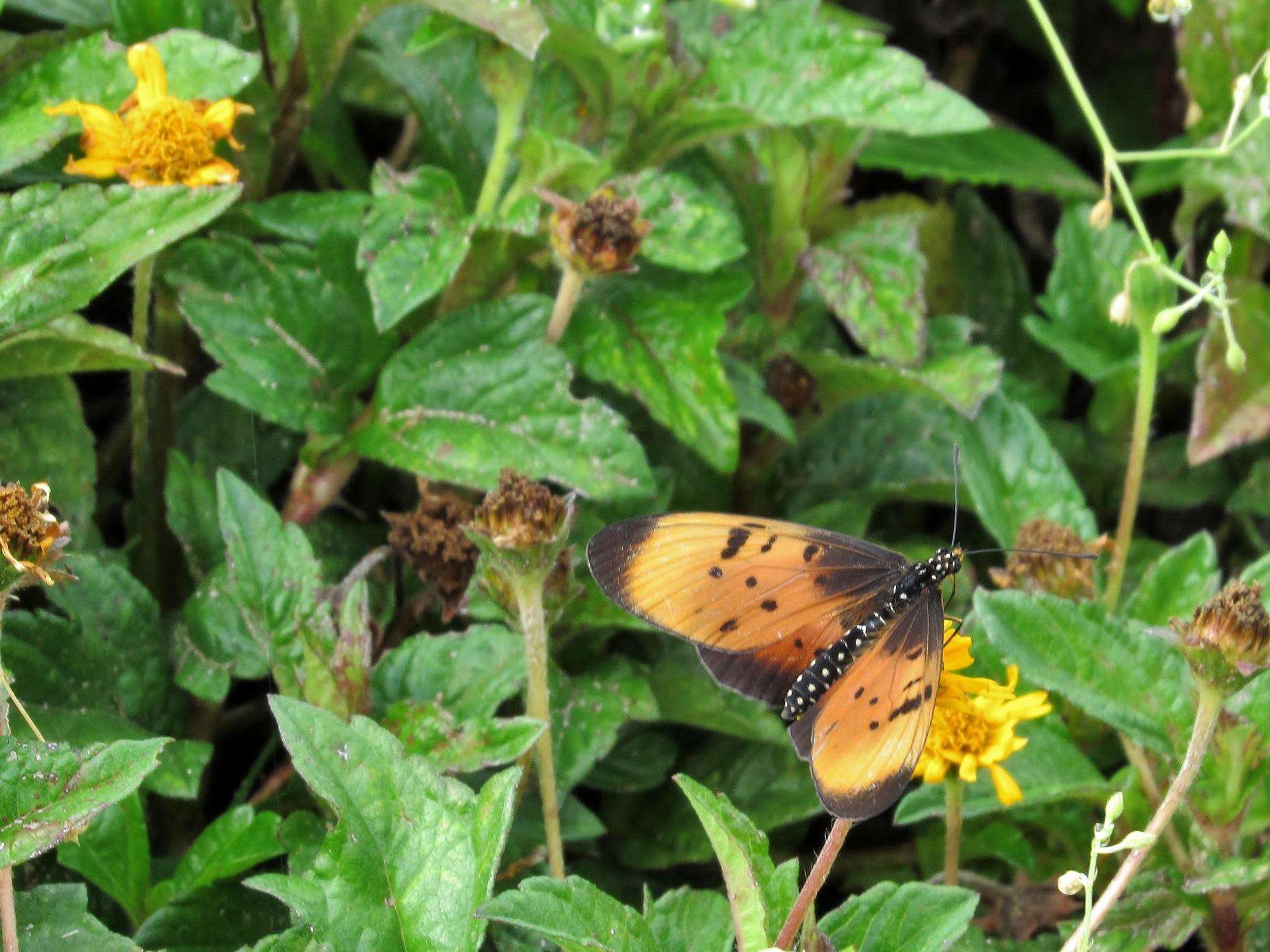 Image de Acraea natalica Boisduval 1847