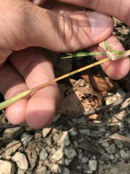 Plancia ëd Muhlenbergia frondosa (Poir.) Fernald