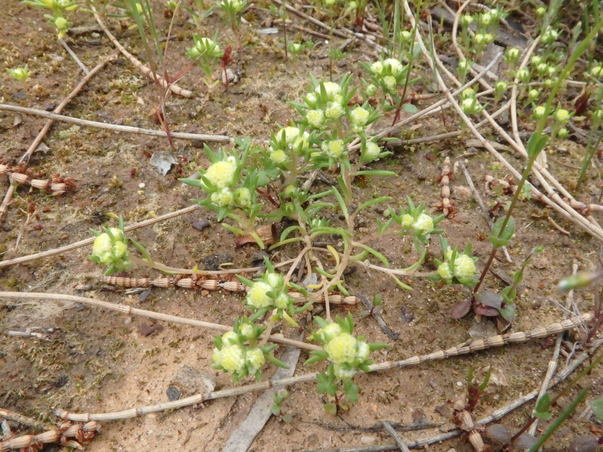 Image of <i>Siloxerus multiflorus</i>