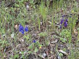 Delphinium patens subsp. patens的圖片