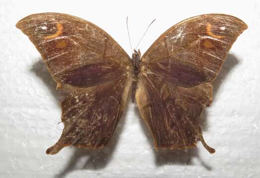 Image of Caerois gerdrudtus Fabricius 1793