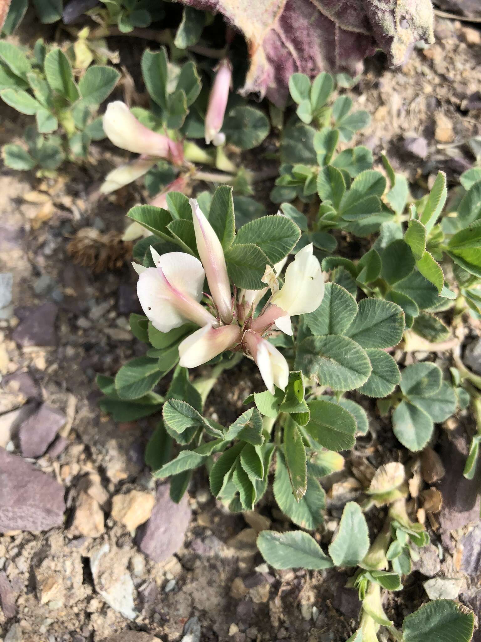 Image of Trifolium eximium DC.