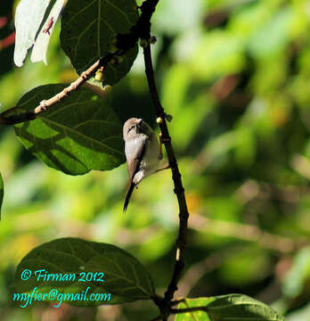 Image of Pygmy Bushtit