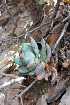 Image of Redleaf crassula