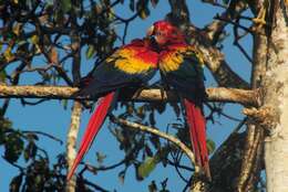 Image of Scarlet Macaw