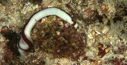 Image of Brown lined white nemertean worm