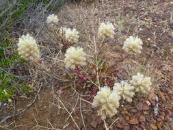 <i>Ptilotus angustifolius</i>的圖片