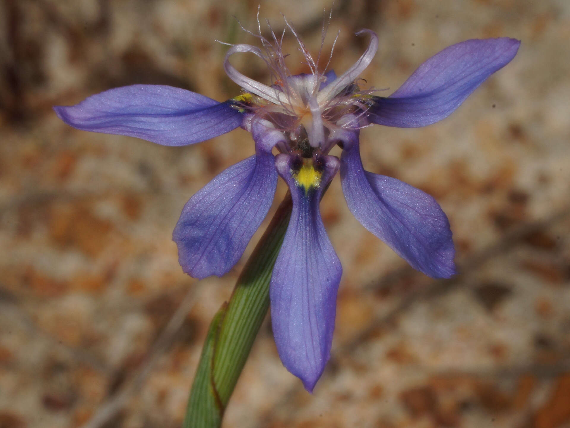 Image of Moraea lugubris (Salisb.) Goldblatt