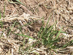 Image of Plains Leopard Frog