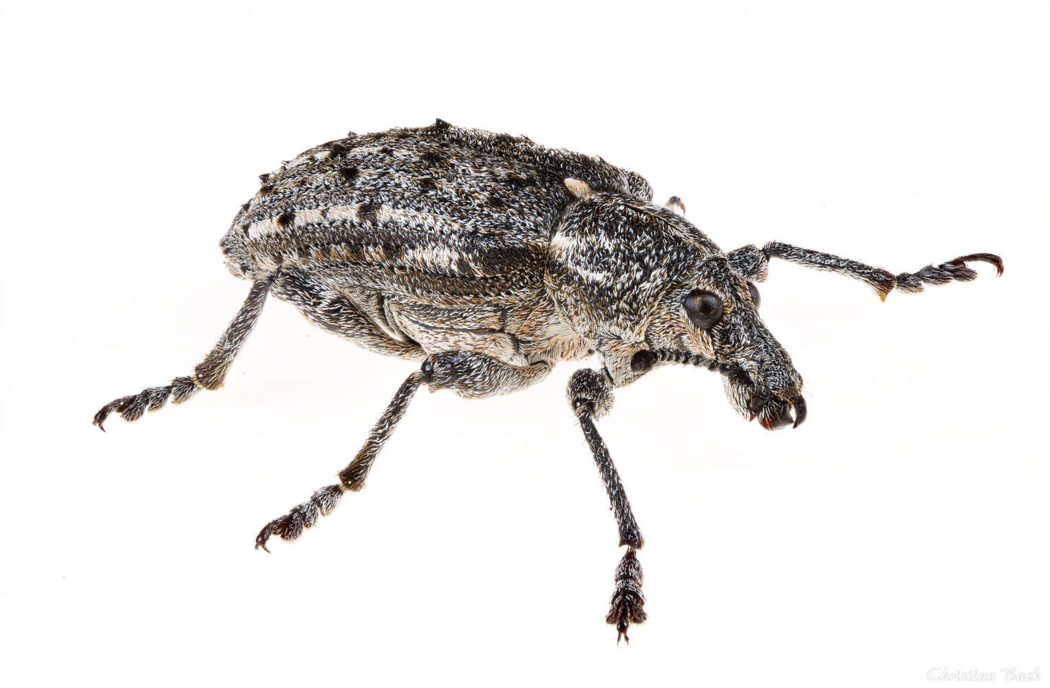 Image of New York Weevil