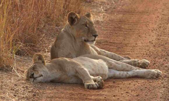 Image of Barbary lion