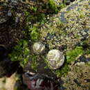 Image of Phorcus mariae Templado & Rolán 2012