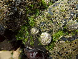 Image of Phorcus mariae Templado & Rolán 2012