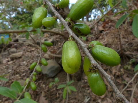 Image of Casearia tomentosa Roxb.