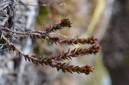 Imagem de Epacris alpina Hook. fil.