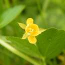 Image of Chamaecrista rotundifolia var. rotundifolia