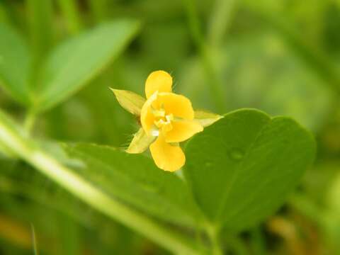 Image of Chamaecrista rotundifolia var. rotundifolia