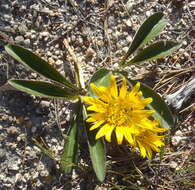 Imagem de Berkheya herbacea (L. fil.) Druce