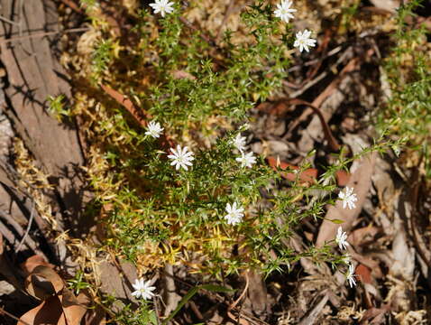 Image of Stellaria pungens Brongn.