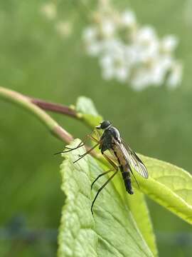 Image of Rhagio vitripennis