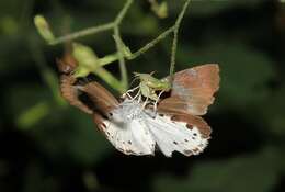 Tagiades flesus Fabricius 1781 resmi