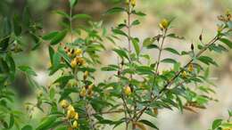 Image of Hypericum geminiflorum Hemsl.