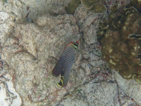 Image of Herringbone Butterflyfish