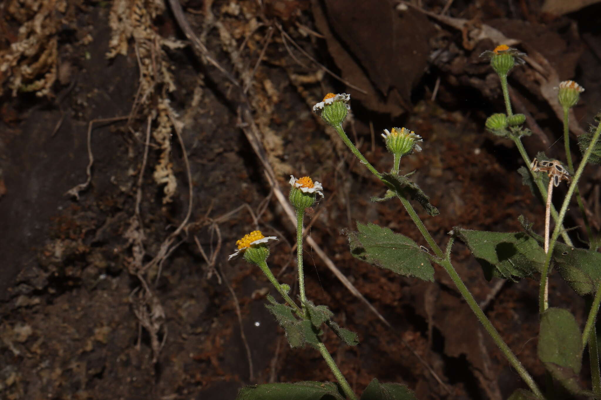 Image of shortray rockdaisy