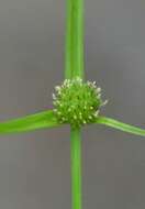 Image of Cyperus kamtschaticus (Meinsh.) Yonek.