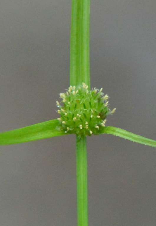 Image of Cyperus kamtschaticus (Meinsh.) Yonek.