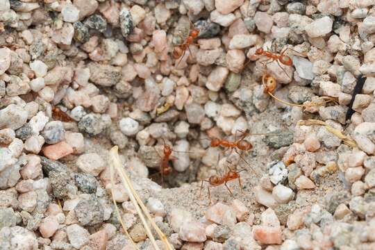 Image of Myrmecocystus wheeleri Snelling 1971