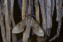 Image de Xylophanes rhodocera (Walker 1856)