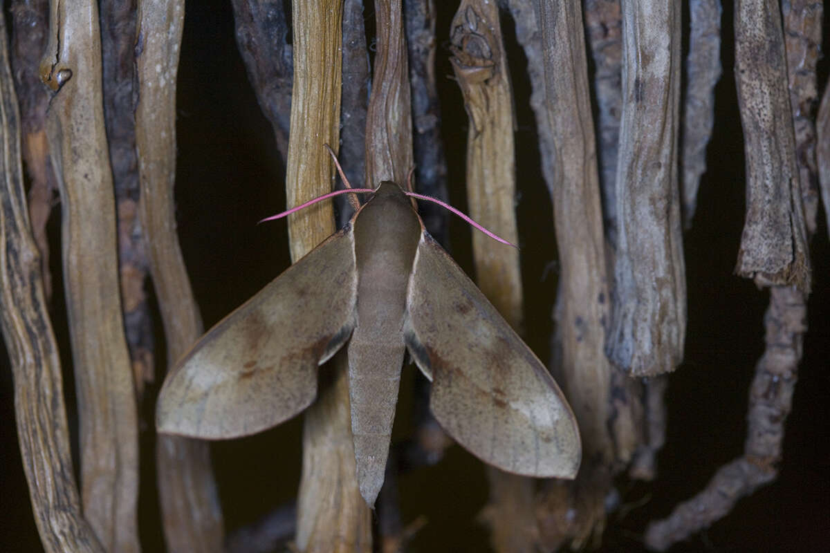 Image de Xylophanes rhodocera (Walker 1856)