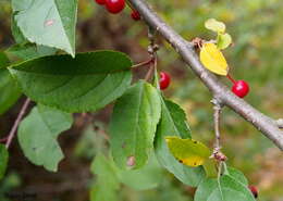 Image of pin cherry