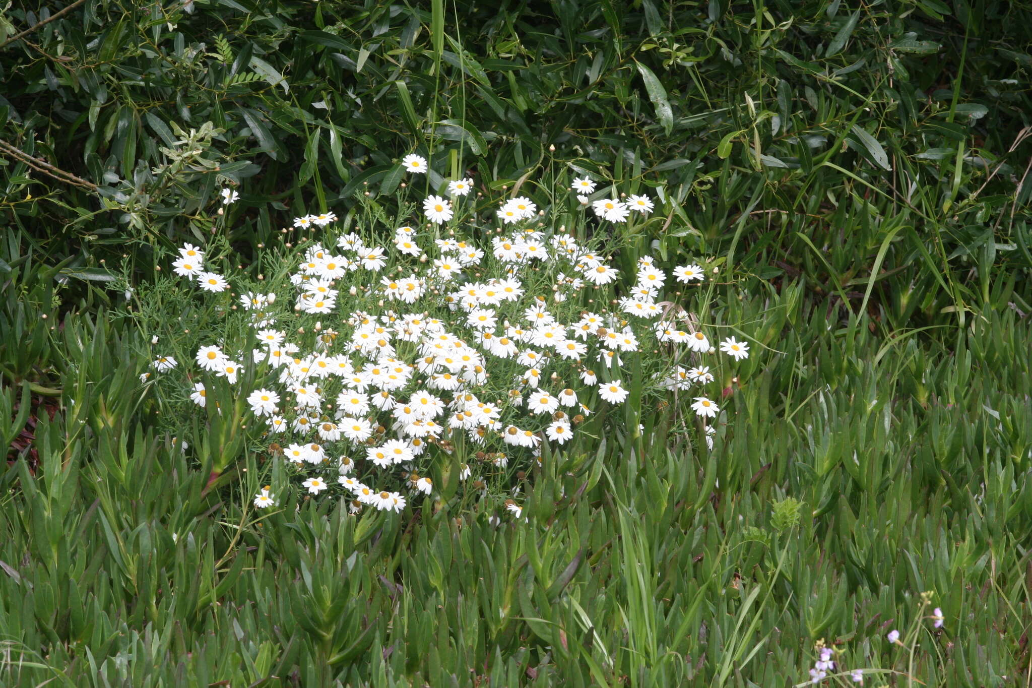 Image of Canary island marguerite