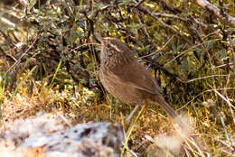 Image of Line-fronted Canastero