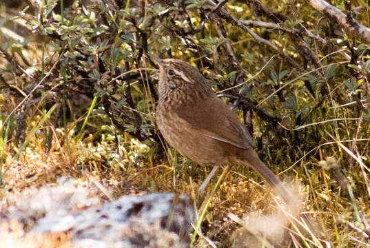 Image of Line-fronted Canastero