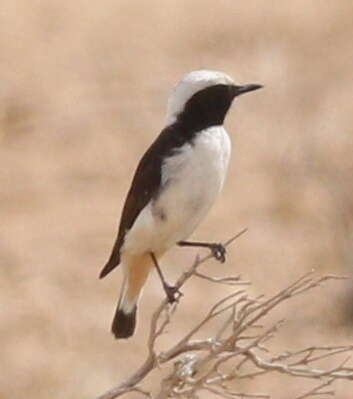 Image of Mourning Wheatear