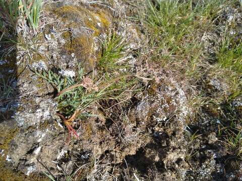 Image of Gorman's biscuitroot