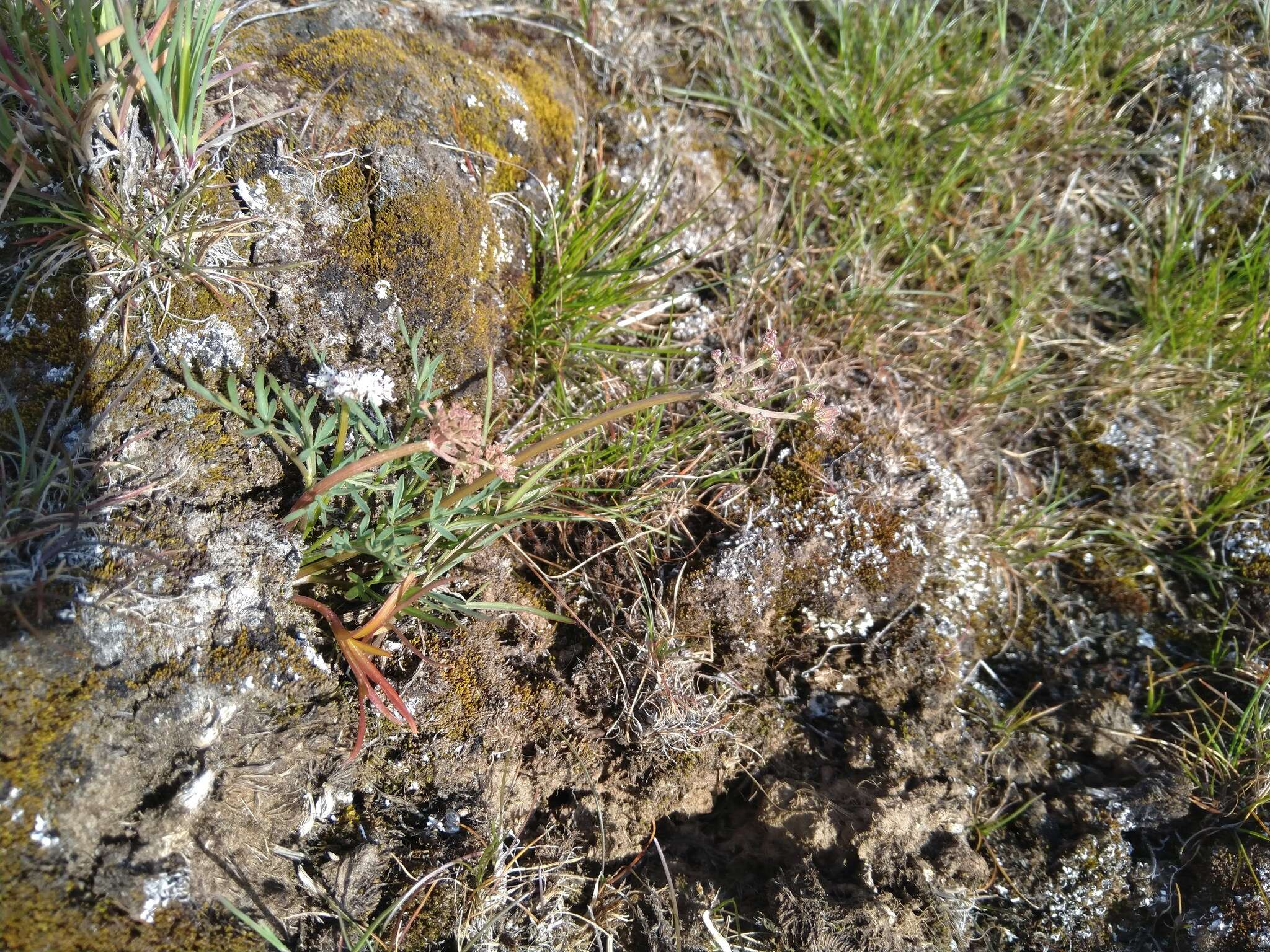 Image de Lomatium gormanii (T. J. Howell) Coult. & Rose