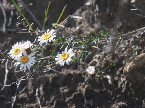 Image of Athrixia heterophylla (Thunb.) Less.