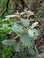 Image of Pomaderris apetala subsp. maritima N. G. Walsh & F. Coates