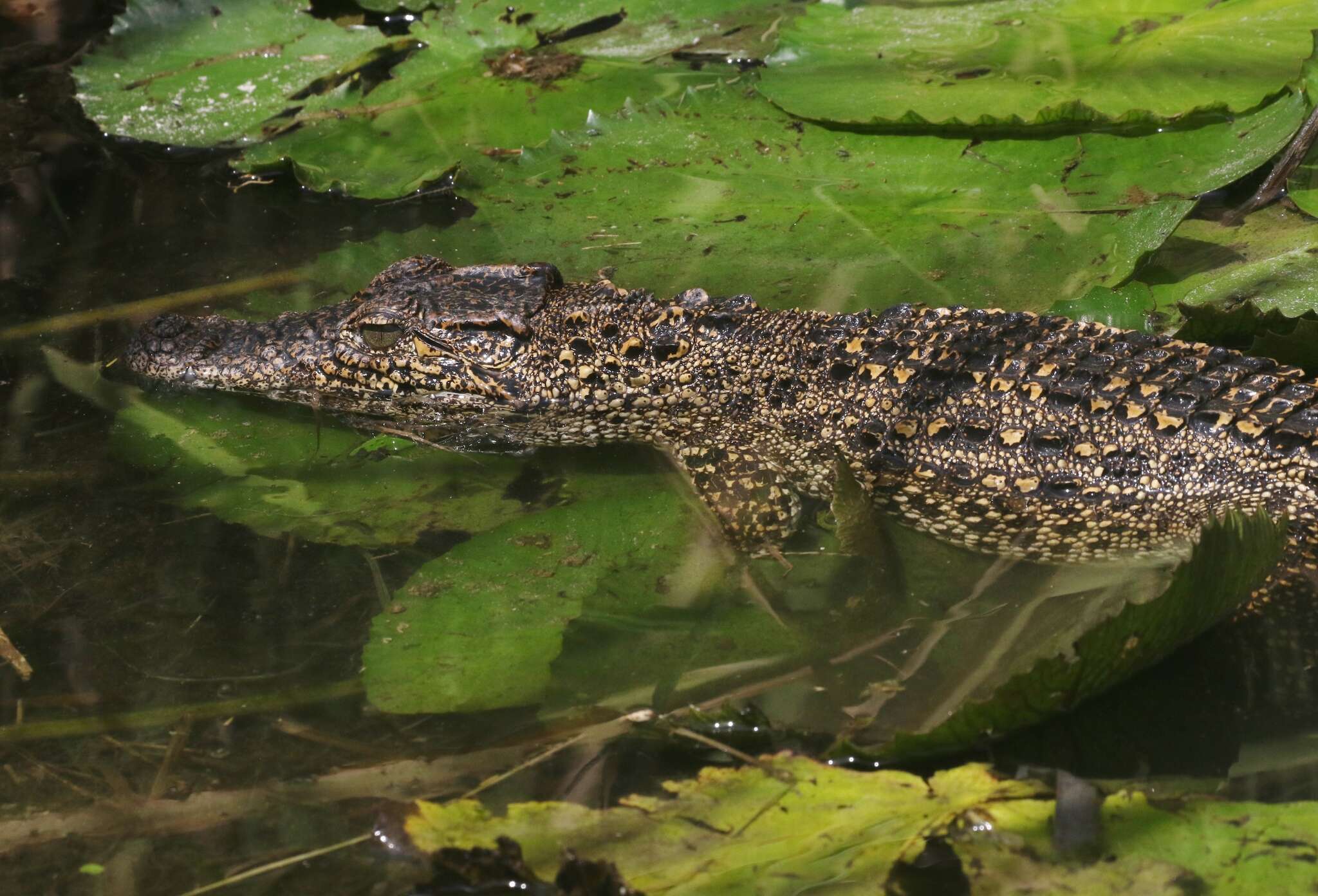 Image of Cuban Crocodile