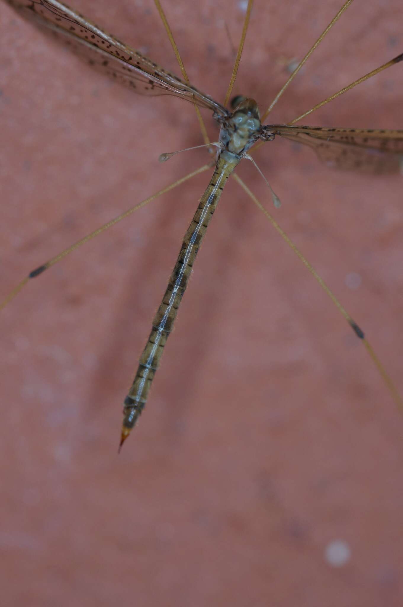 Image de Leolimnophila pantherina (Alexander 1922)